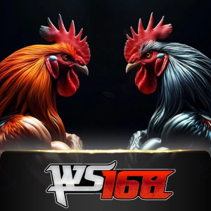 Ws168 Sabung - CSPLAY168